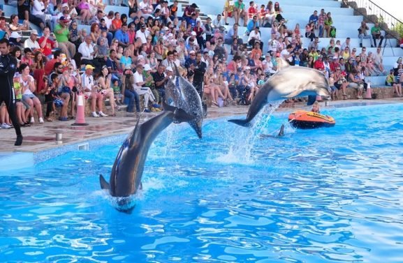 Dolphin-show-in-Hurghada-1