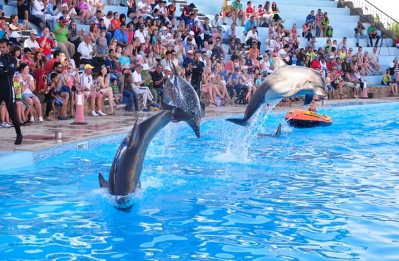 dolphina_dolphin-swimming_day_trip_fun_kids_sharm_theatre-00423322 (17)