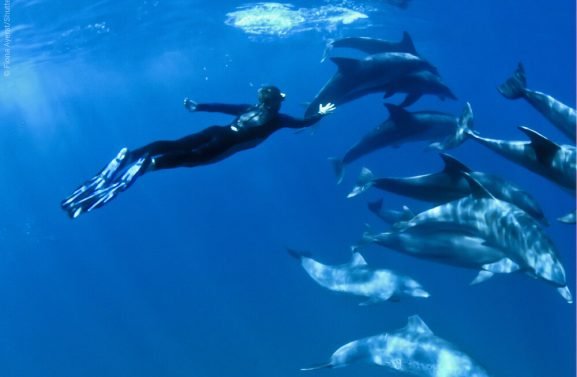 snorkeling-with-dolphins-1